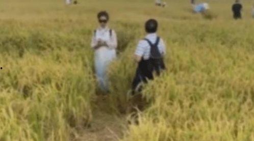 稻田网红吃瓜事件