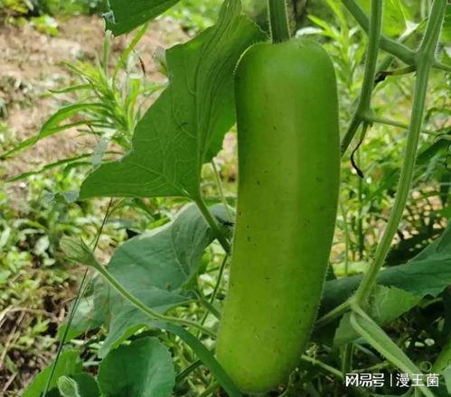 吃毛瓜可以吃西红柿吗,能否共享餐桌的美食探索