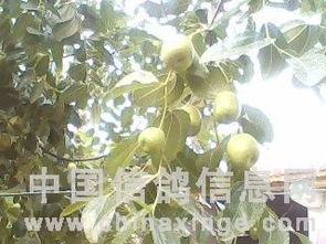信鸽吃瓜,揭秘信鸽的“吃瓜”生活