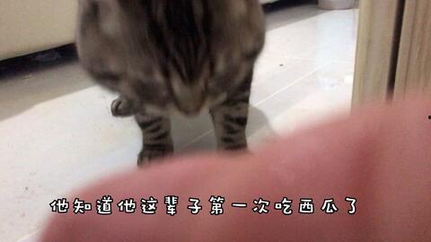 吃瓜群猫像